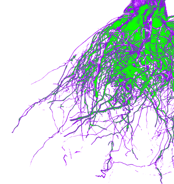 Hypha image of mycelia