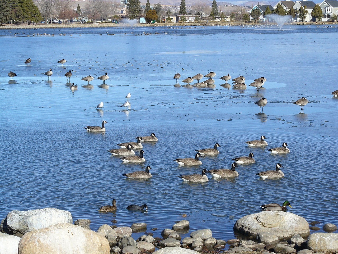 Canadian geese on a lake